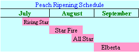 PeachSchedule